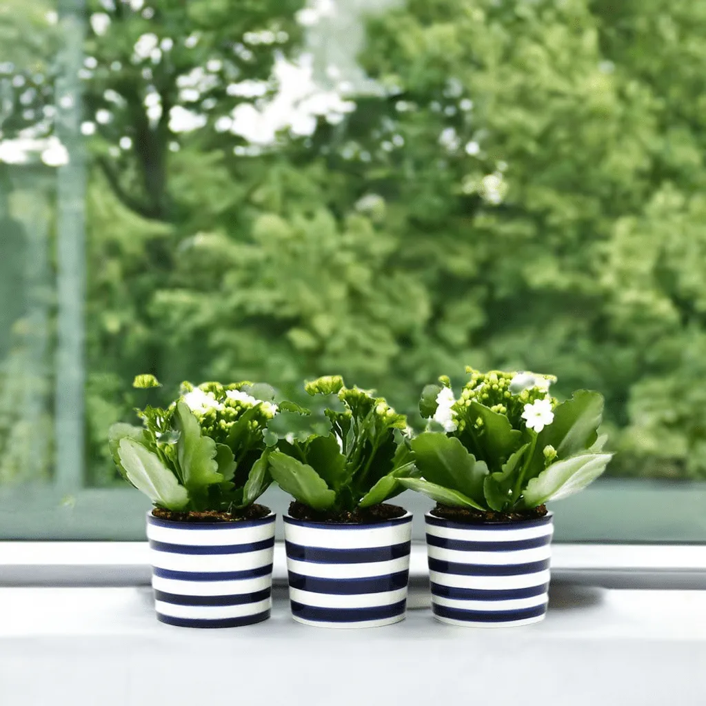 Ensemble de 3 pots "Costa nova" - Bleu Cobalt