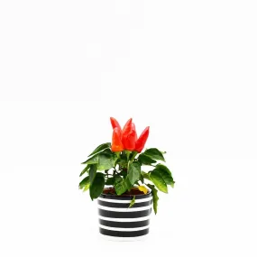 Pot en céramique "Costa nova" - Noir